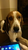 Starbuck-ADOPTED 10.26.14