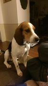 Starbuck-ADOPTED 10.26.14