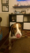 Starbuck-ADOPTED 10.26.14