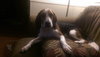 Starbuck-ADOPTED 10.26.14