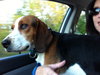 Starbuck-ADOPTED 10.26.14