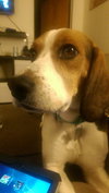 Starbuck-ADOPTED 10.26.14