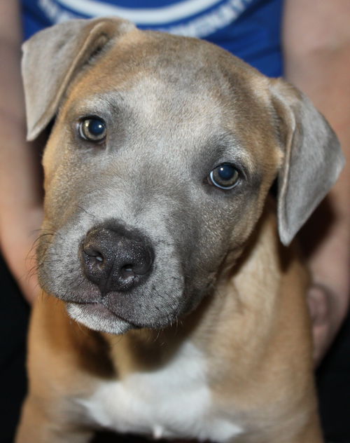 Lm Litter Jimmy - ADOPTED 10.28.14