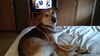 Brooklyn - ADOPTED 1.17.15