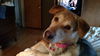 Brooklyn - ADOPTED 1.17.15