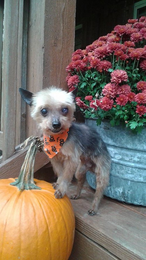 Tiny Tim â¥-ADOPTED-11.11.14