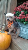 Tiny Tim â¥-ADOPTED-11.11.14