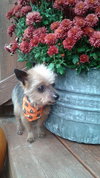Tiny Tim â¥-ADOPTED-11.11.14