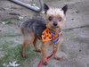 Tiny Tim â¥-ADOPTED-11.11.14