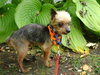 Tiny Tim â¥-ADOPTED-11.11.14