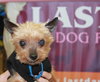 Tiny Tim â¥-ADOPTED-11.11.14