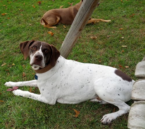 Scooter-ADOPTED-11.15.14