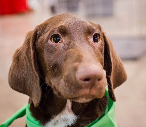 Stevie â¥ - ADOPTED 12.07.14