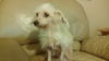 Pippi â¥ - ADOPTED 12.20.14