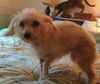 Pippi â¥ - ADOPTED 12.20.14