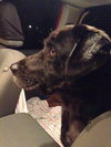 Boomer-ADOPTED 10.30.14