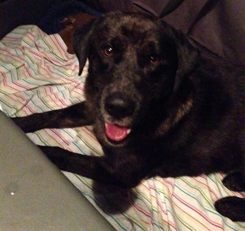 Boomer-ADOPTED 10.30.14