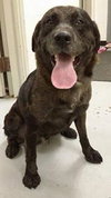 Boomer-ADOPTED 10.30.14