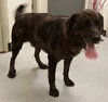 Boomer-ADOPTED 10.30.14