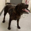 Boomer-ADOPTED 10.30.14
