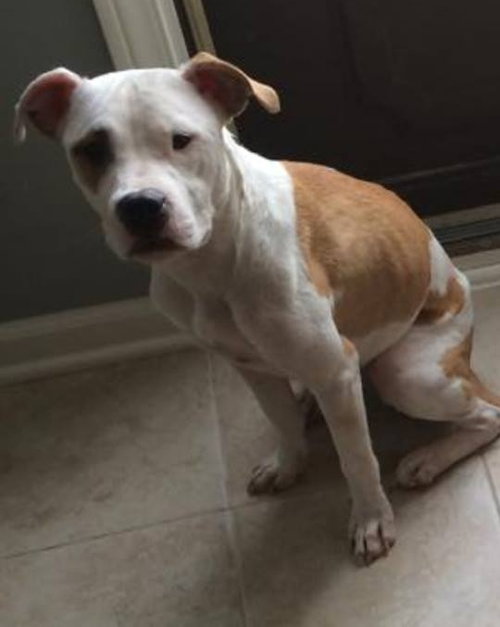 Frannie - ADOPTED 10.21.14