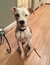 Frannie - ADOPTED 10.21.14