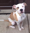 Frannie - ADOPTED 10.21.14