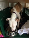 Frannie - ADOPTED 10.21.14