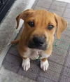 Sherman-ADOPTED-1.3.15