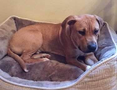 Sherman-ADOPTED-1.3.15