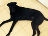Mm-Millie - ADOPTED 02.15.15