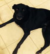 Mm-Millie - ADOPTED 02.15.15