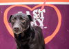 Mm-Millie - ADOPTED 02.15.15