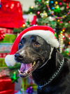 Mm-Millie - ADOPTED 02.15.15