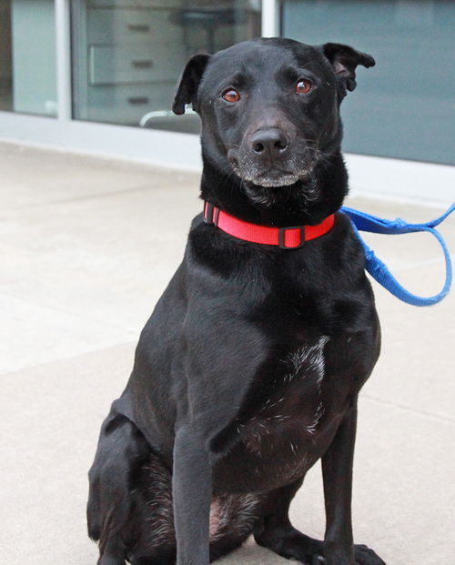 Mm-Millie - ADOPTED 02.15.15