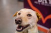 Mm-London-ADOPTED-12.3.14