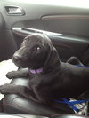 Moe - ADOPTED 10.30.14
