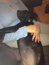 Moe - ADOPTED 10.30.14