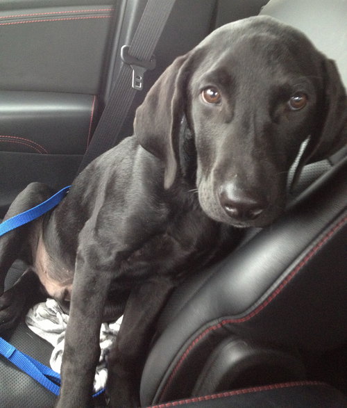 Moe - ADOPTED 10.30.14
