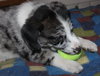 Vossen - ADOPTED 11.04.14