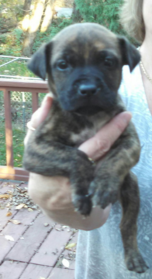 Nm Litter Hansel - ADOPTED 11.21.14