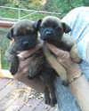 Nm Litter Gretel - ADOPTED 11.20.14