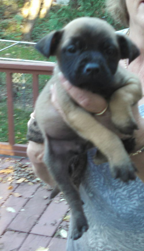 Nm Litter Gretel - ADOPTED 11.20.14