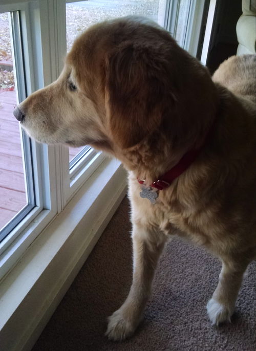 Morgan - ADOPTED 12.21.14