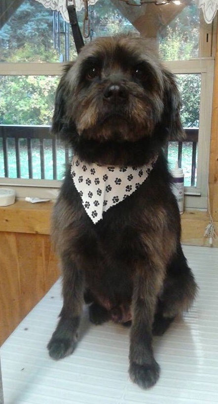 Dillon ADOPTED 11.11.14