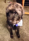 Dillon ADOPTED 11.11.14