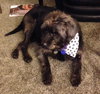 Dillon ADOPTED 11.11.14