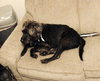 Dillon ADOPTED 11.11.14