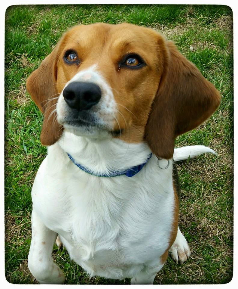 Roscoe-ADOPTED-5.12.15's Web Page