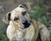 Ziggy ADOPTED 11.14.14